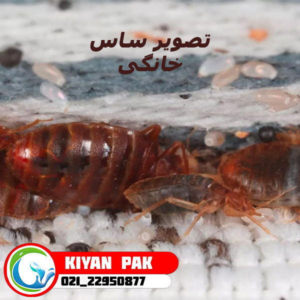 بعد از سفر چه کنیم تا ساس را با خودمان به خانه نیاوریم؟ راهنمای جلوگیری از انتقال ساس با چمدان و لباس تصویر ساس خانگی