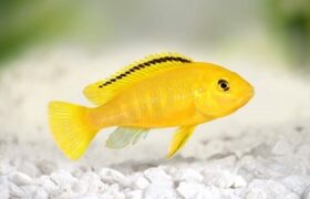 آشنایی با انواع و نحوه مراقبت از ماهی سیچلاید؛ماهی های رنگارنگ و زیبا